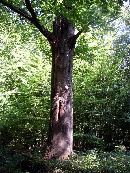 2011 07  Myco bois des Plainvaux 09